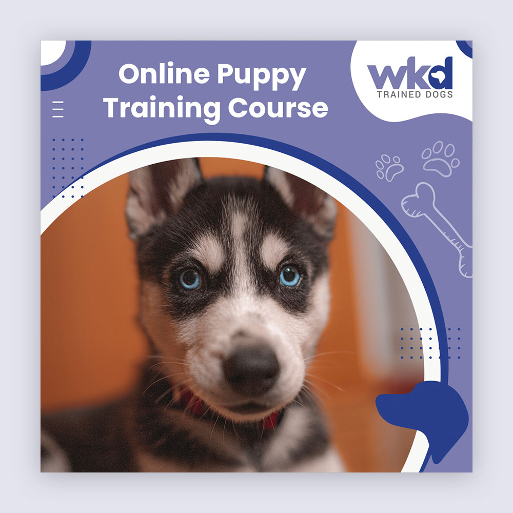 Online Puppy Course design